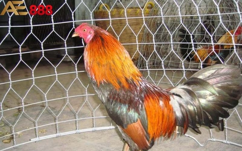 Thời điểm vô mồi cho gà đá khoảng 10 ngày trước thi đấu