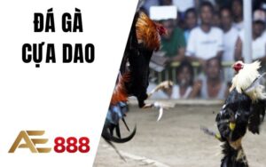 Đá Gà Cựa Dao AE888
