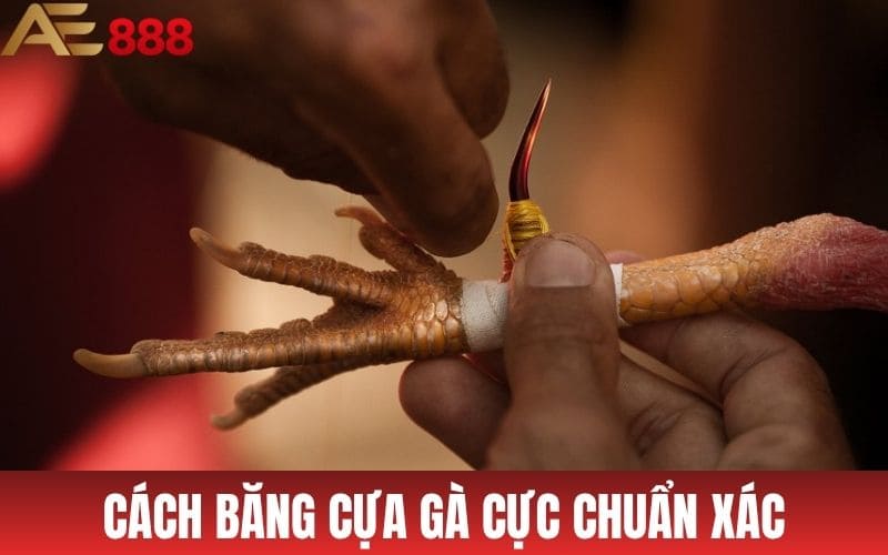 Cách băng cựa gà đúng vị trí và chuẩn xác
