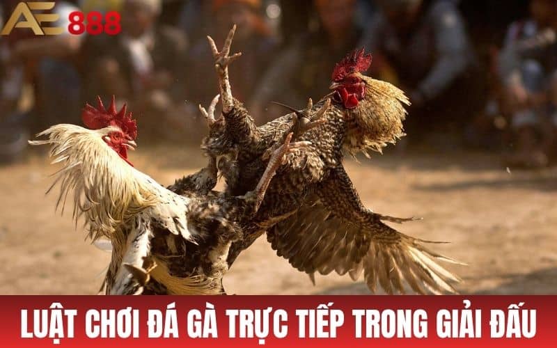 Luật chơi đá gà trực tiếp trong các trận đá giải