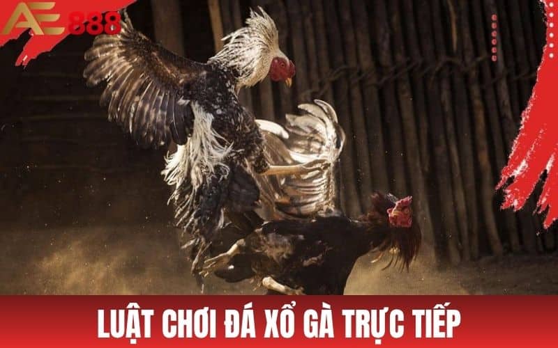 Luật chơi đá xổ gà trực tiếp