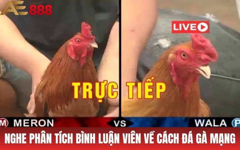 Nghe phân tích từ bình luận viên để có cách đá gà mạng