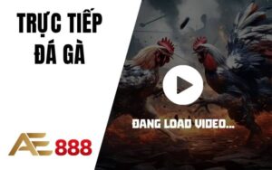 Trực Tiếp Đá Gà AE888