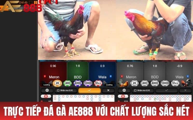 Trực tiếp đá gà AE888 tại Thomo Campuchia với chất lượng sắc nét
