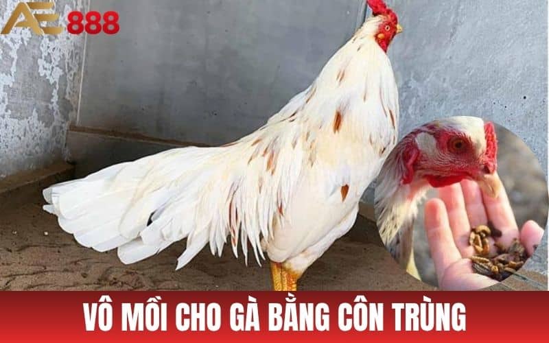 Vô mồi cho gà đá bằng các loại côn trùng