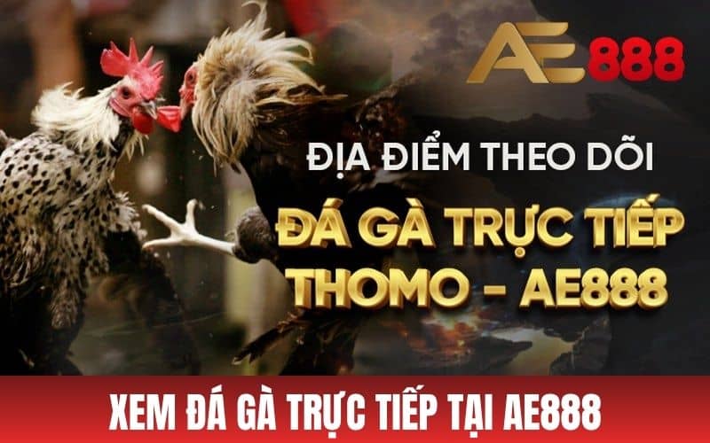 Xem đá gà trực tiếp tại AE888 mà không cần đi tới trường gà